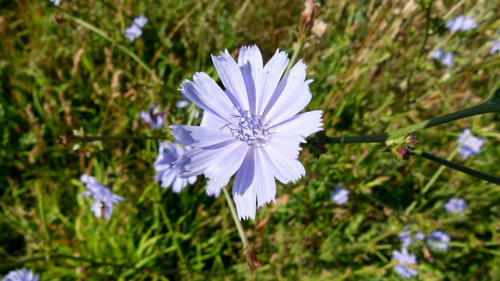Fleur bleue de chicorée sauvage (Cichorium intybus) : chaque « fleur » est un capitule de fleurons ligulés, chez cette Astéracée des bords de chemins. (Photo Norbert Nagel, CC BY-SA 3.0.)