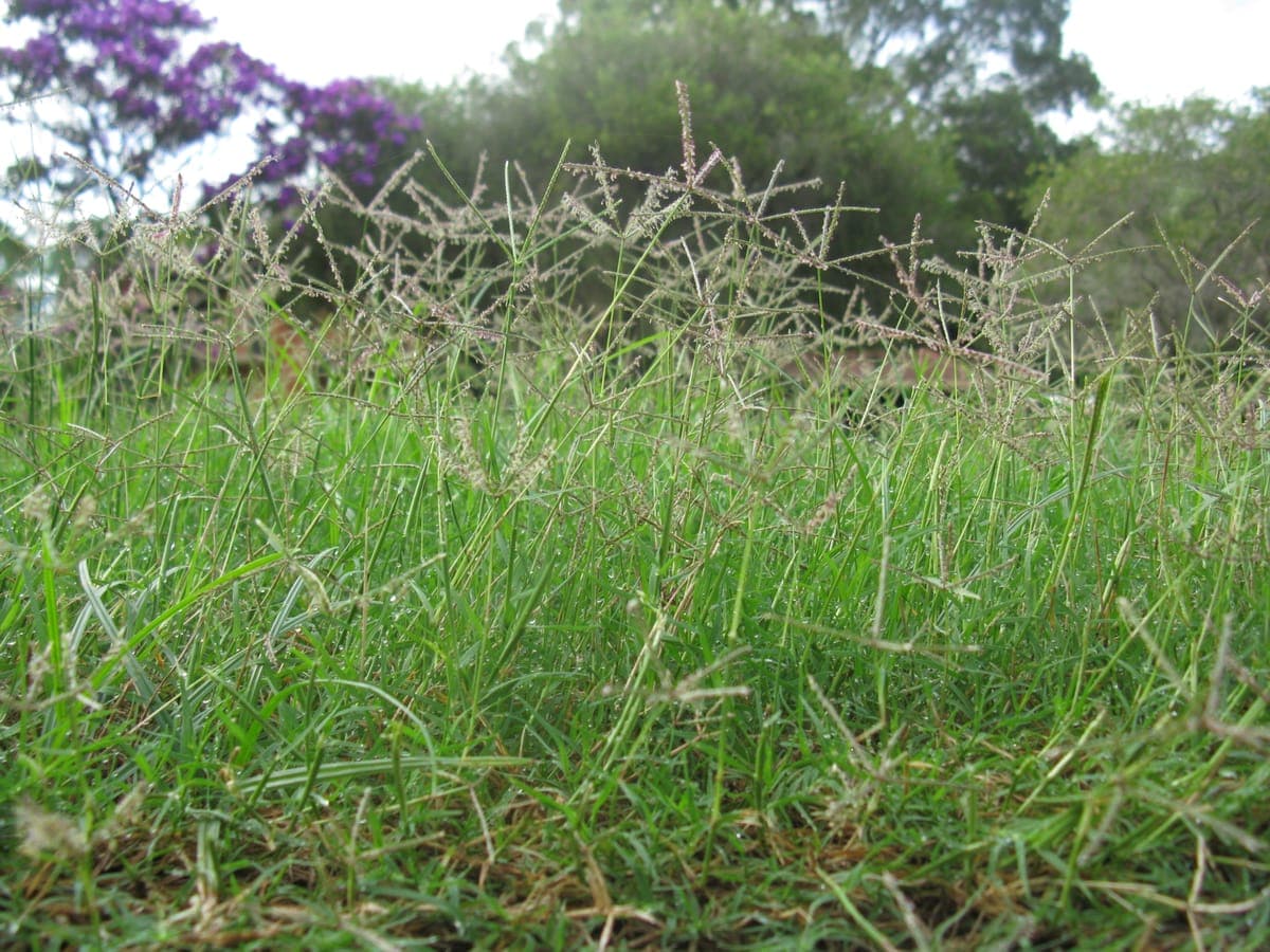 Chiendent pied-de-poule (Cynodon dactylon), une graminée rampante formant un tapis dense