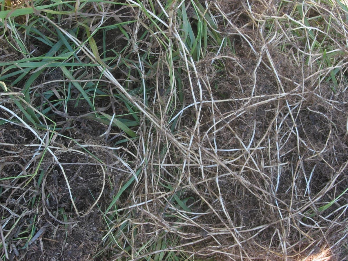 Rhizomes blancs de chiendent rampant : les tiges souterraines rampantes qui le rendent si envahissant