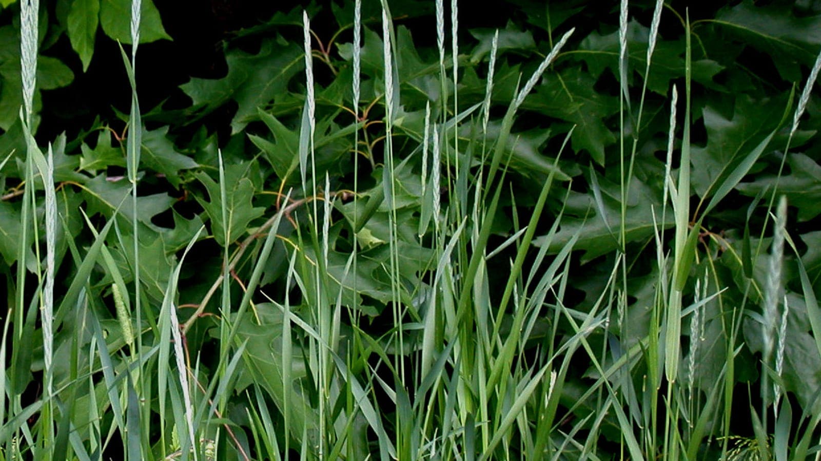 Épi de chiendent rampant (Elymus repens) : cette graminée ressemble à s’y méprendre à un petit épi de blé, dont elle est une cousine. (Photo Gilles Ayotte, CC BY-SA 4.0.)
