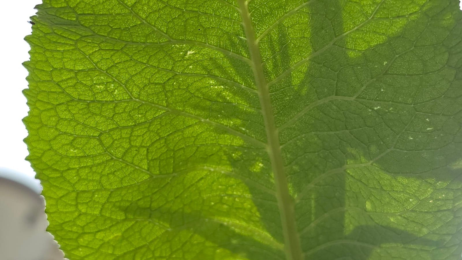 Feuille d’aunée (Inula helenium) à contre-jour : nervures et limbe vert translucide révélés quand la lumière traverse la feuille. (Photo Manuel Ferreira.)