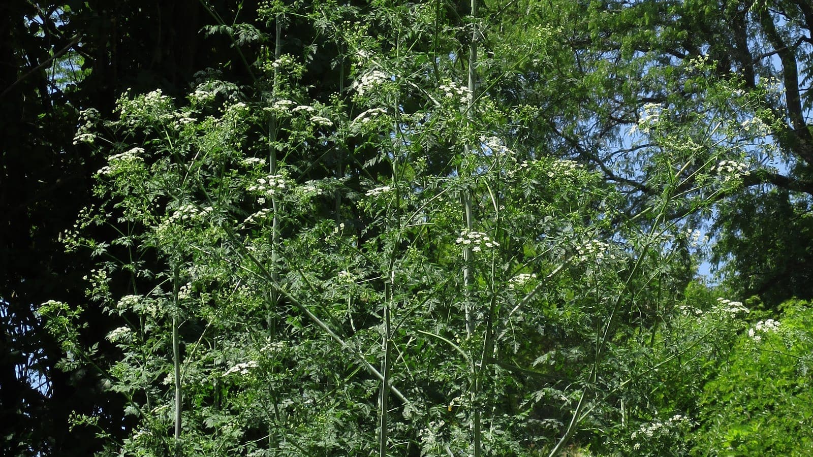 Grande ciguë (Conium maculatum) en fleur : hautes tiges et ombelles blanches d’une Apiacée très toxique, la plante qui empoisonna Socrate. (Photo Cbaile19, CC0.)