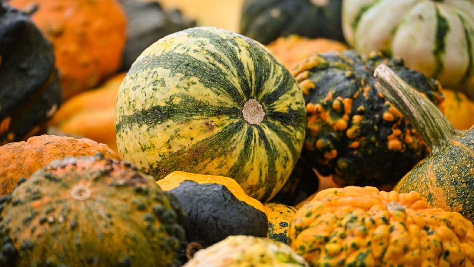 Un amoncellement de courges d’ornement bosselées et bariolées, vertes, jaunes et orange, comme on en pose sur les tables d’automne. Ce que l’on appelle couramment des coloquintes n’en est pas. (Photo Alexas_Fotos / Pixabay.)