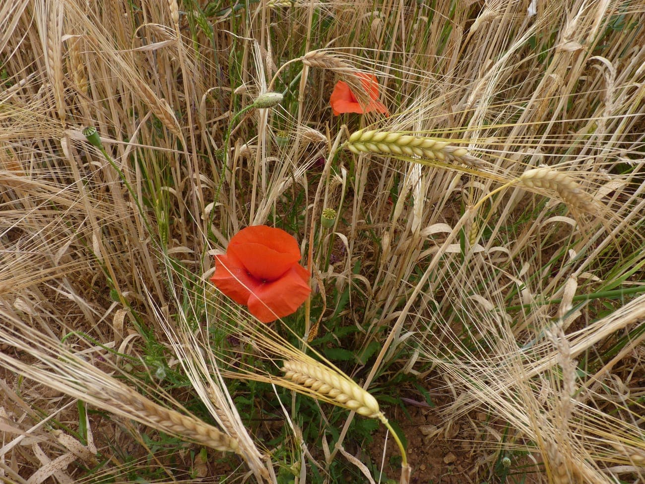 Deux coquelicots rouges au milieu d’un champ de céréales dont les épis, déjà formés, occupent tout le reste de l’image. (Photo Manuel Ferreira.)