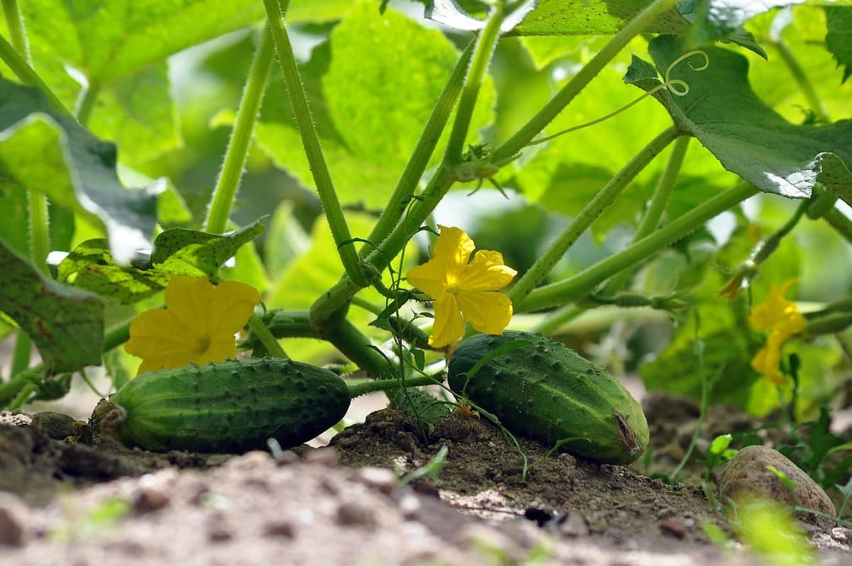 Deux jeunes concombres poussant au sol sur leur plant, à côté d’une fleur jaune de concombre