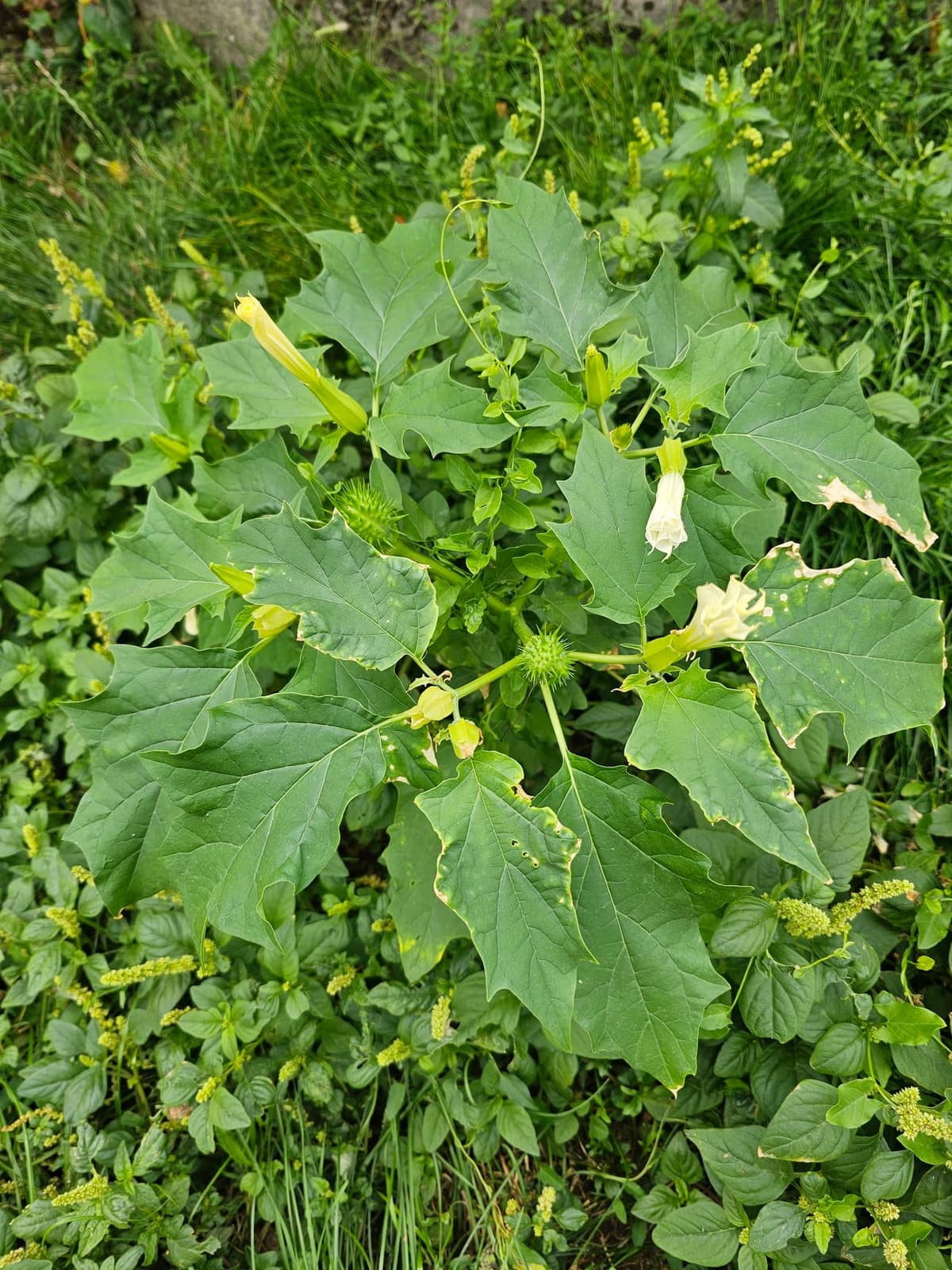 Datura stramoine en fleur avec sa capsule verte épineuse, la « pomme épineuse »