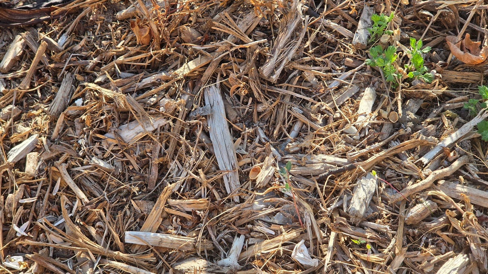 Broyat de tiges et de bois en cours de décomposition, dans lequel une jeune pousse a germé. (Photo Manuel Ferreira.)