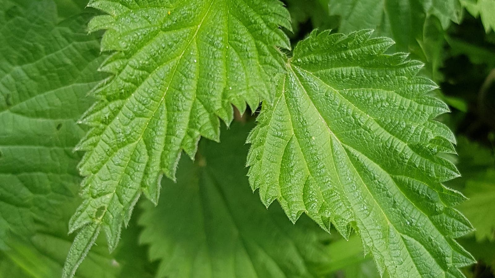 Feuilles de grande ortie (Urtica dioica) : les poils urticants hérissent le limbe et les marges. Chacun est une seringue à usage unique qui ne se déclenche qu’au contact. (Photo Manuel Ferreira.)