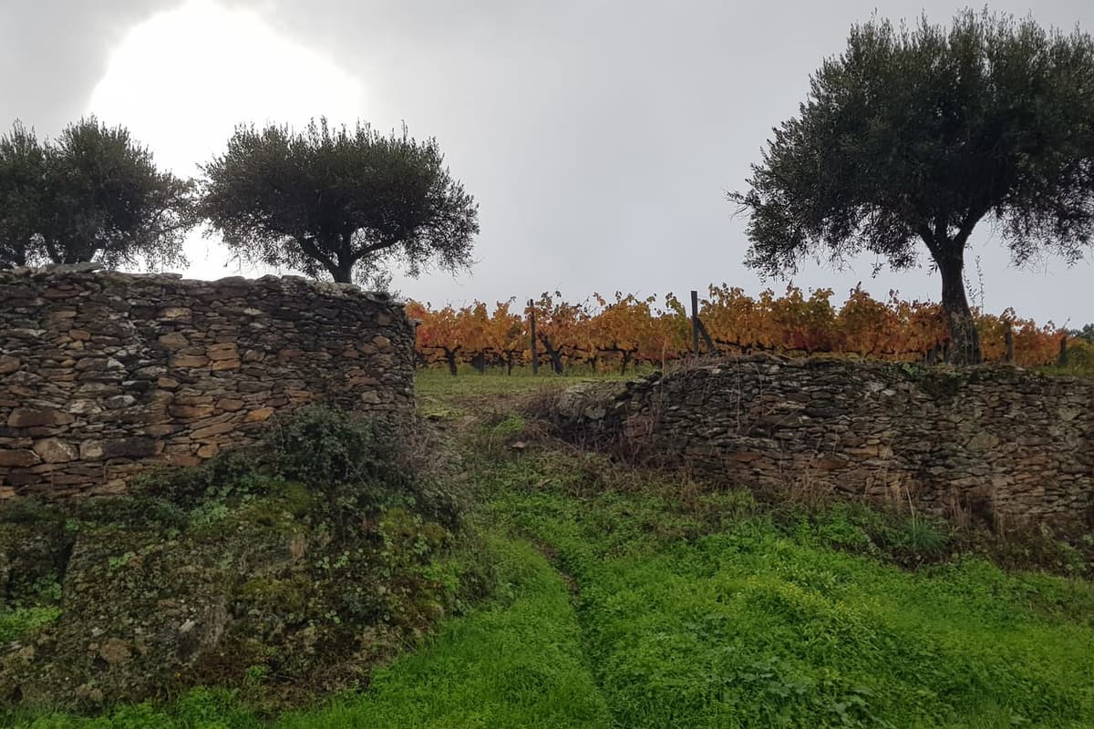 Coteau portugais aménagé en terrasses de pierre sèche portant des vignes et des oliviers, sous un ciel voilé