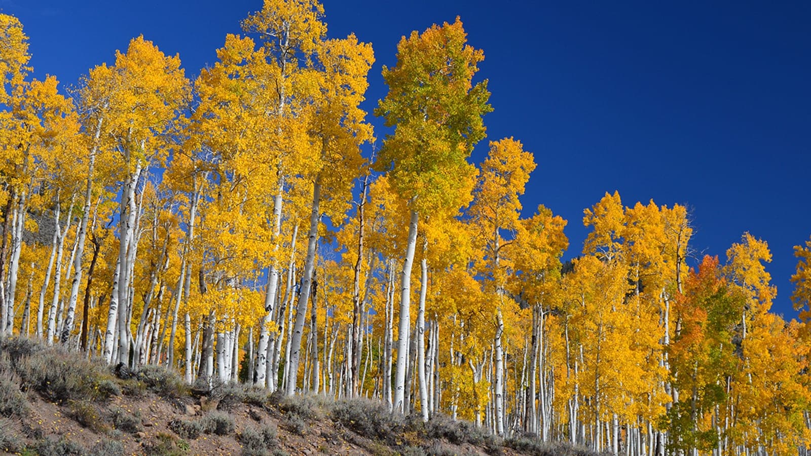Le peuplement de Pando, dans l’Utah, en feuillage d’automne : des milliers de troncs blancs serrés sur un versant. Ce n’est pas une forêt, c’est un seul arbre. (Photo J Zapell, domaine public.)