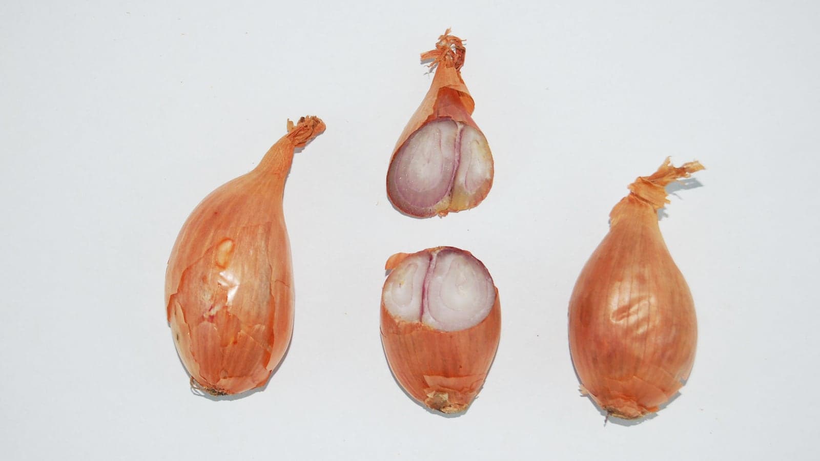 Bulbes d’échalote rose longue, dont un coupé en travers : on y distingue deux centres blancs accolés sous une même tunique. C’est là toute la définition. (Photo Michel Chauvet, CC BY-SA 4.0.)