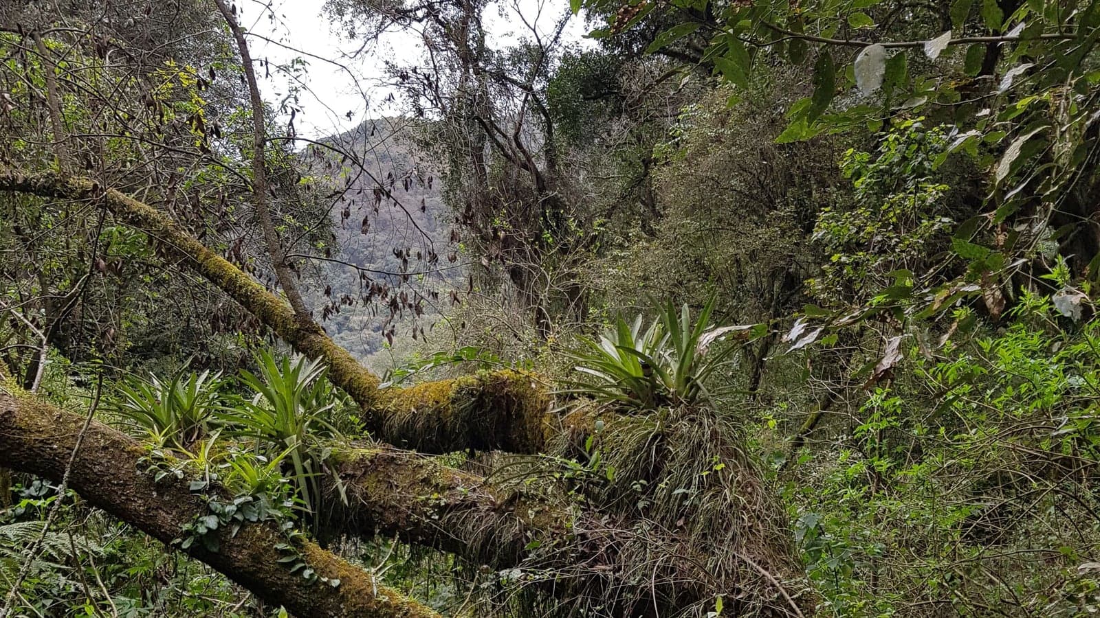Grand arbre couché en travers d’une forêt de montagne, son tronc déjà couvert de mousses et de plantes installées dessus, une jeune végétation dense profitant de la trouée. (Photo Manuel Ferreira.)