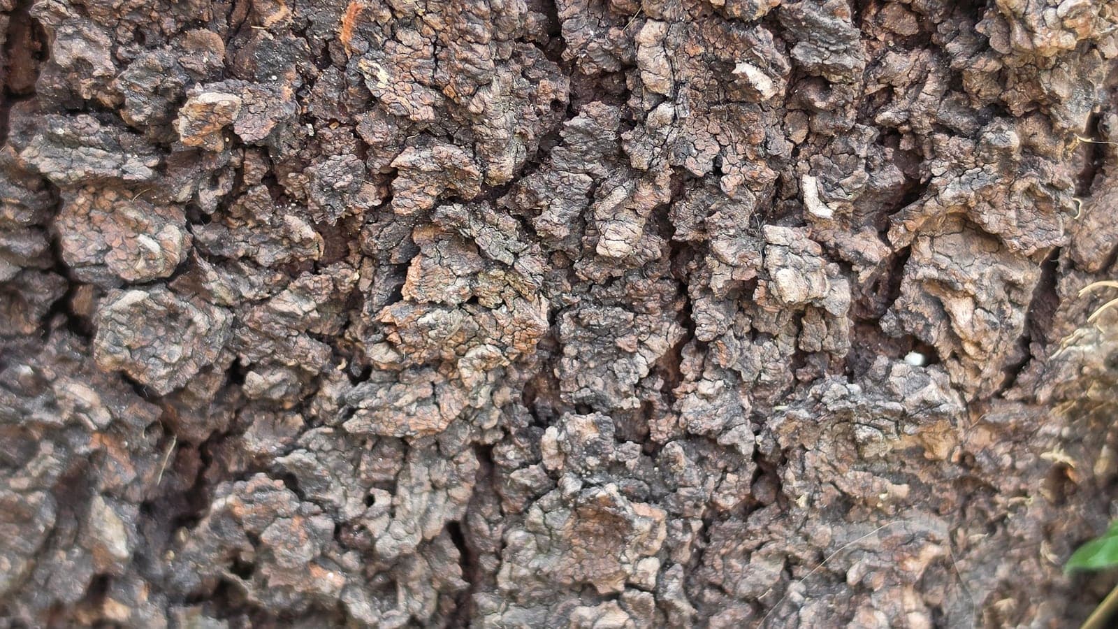 Écorce de cerisier en gros plan : une croûte brune profondément crevassée, fendue en plaques irrégulières. Ce que nous touchons là est entièrement mort. (Photo Manuel Ferreira.)