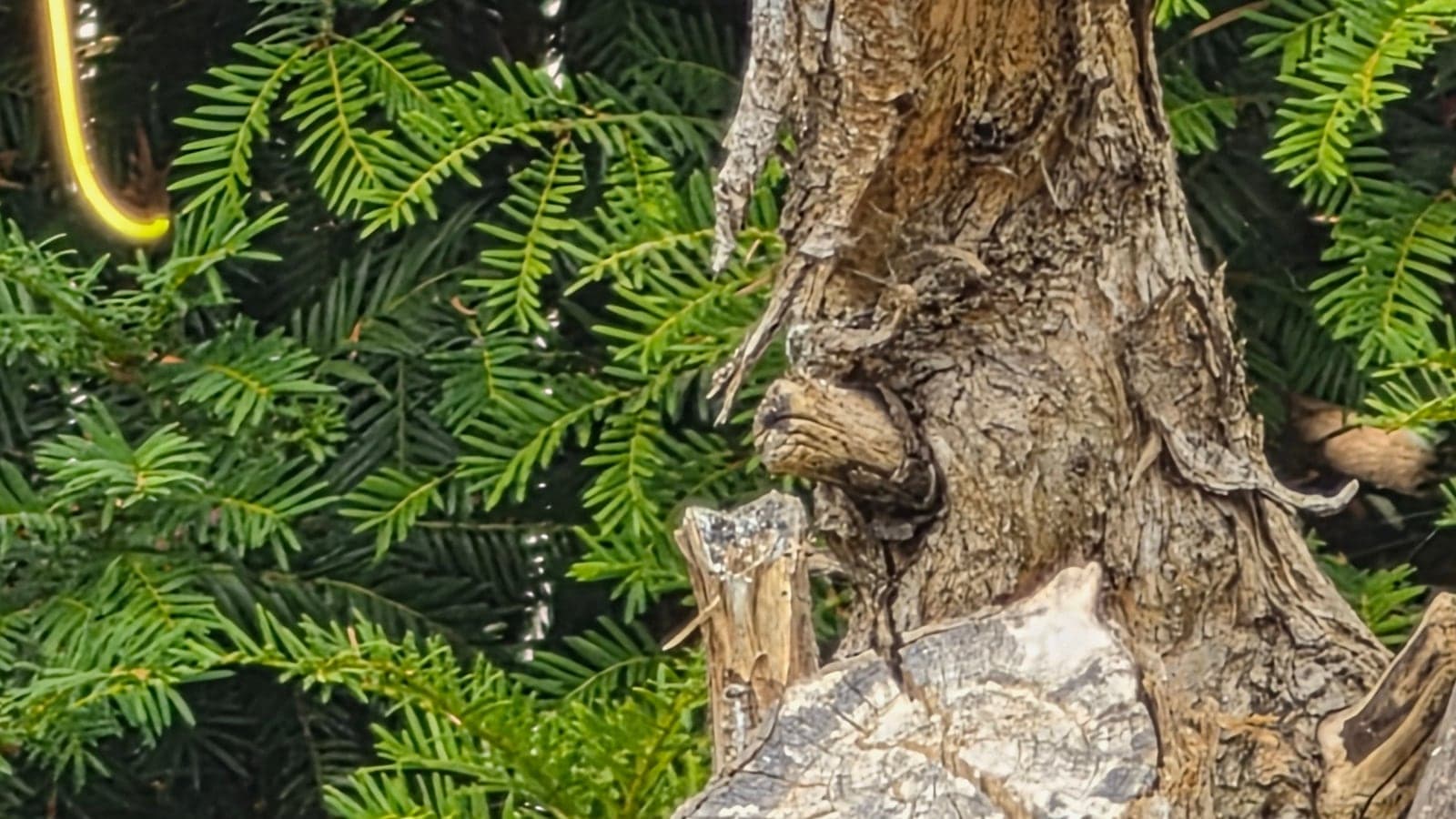 Grosse coupe sur un tronc de lilas, recouverte d’un enduit gris qui s’est craquelé et se soulève par plaques, laissant voir le bois fendu et sombre au-dessous. (Photo Manuel Ferreira.)