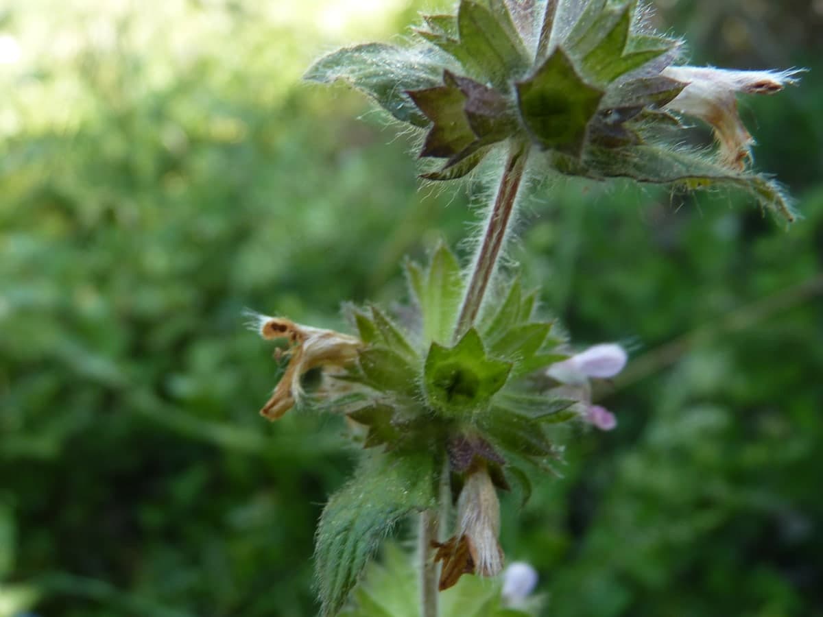 Tige de lamier portant ses fleurs groupées en anneaux étagés, séparés par des paires de feuilles velues