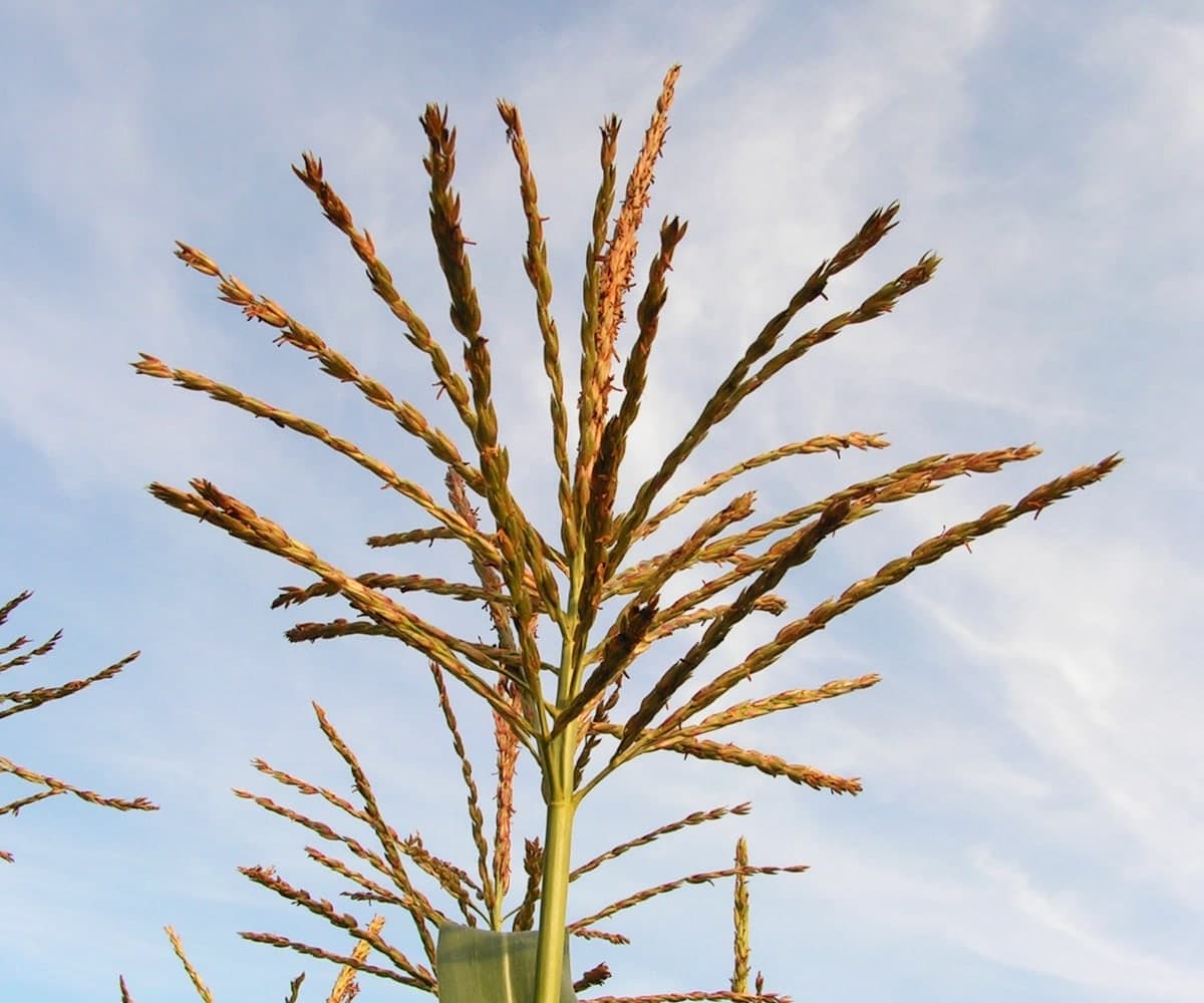 Sommet d’un pied de maïs contre le ciel : une inflorescence largement ramifiée, aux nombreux rameaux portant des épillets