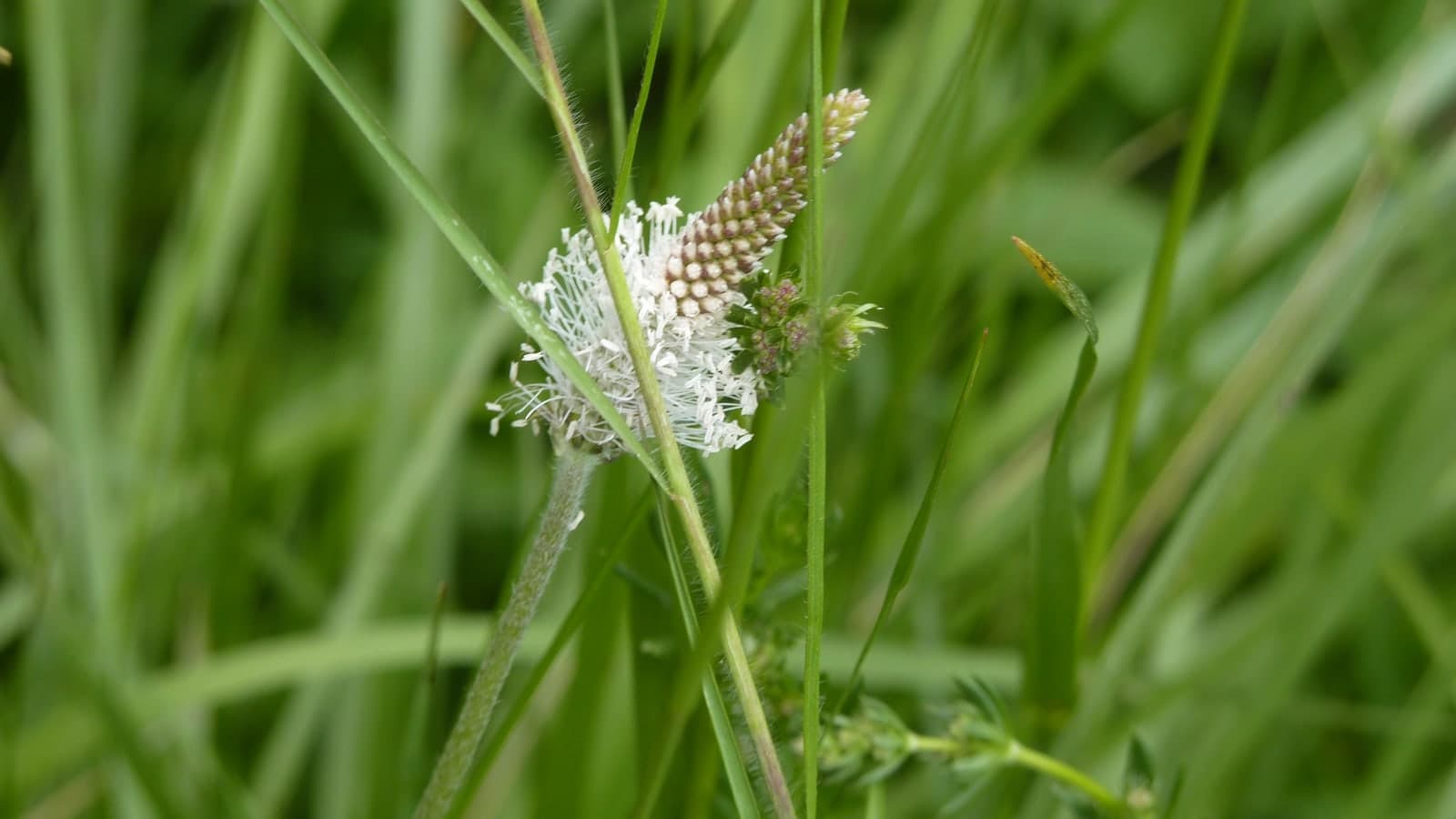 Épi de plantain dressé dans l’herbe : un axe dense couvert de fleurs minuscules, ceinturé d’un anneau d’étamines blanches en cours d’ouverture. (Photo Manuel Ferreira.)