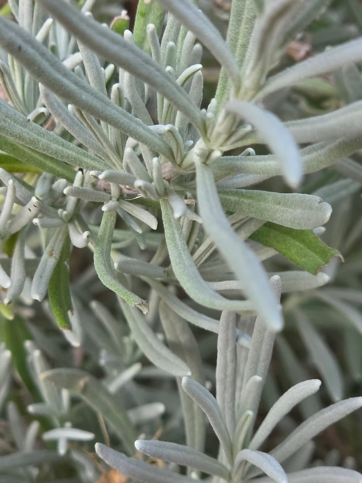 Gros plan sur des feuilles de lavande, étroites, allongées, aux bords enroulés et couvertes d’un fin duvet blanc