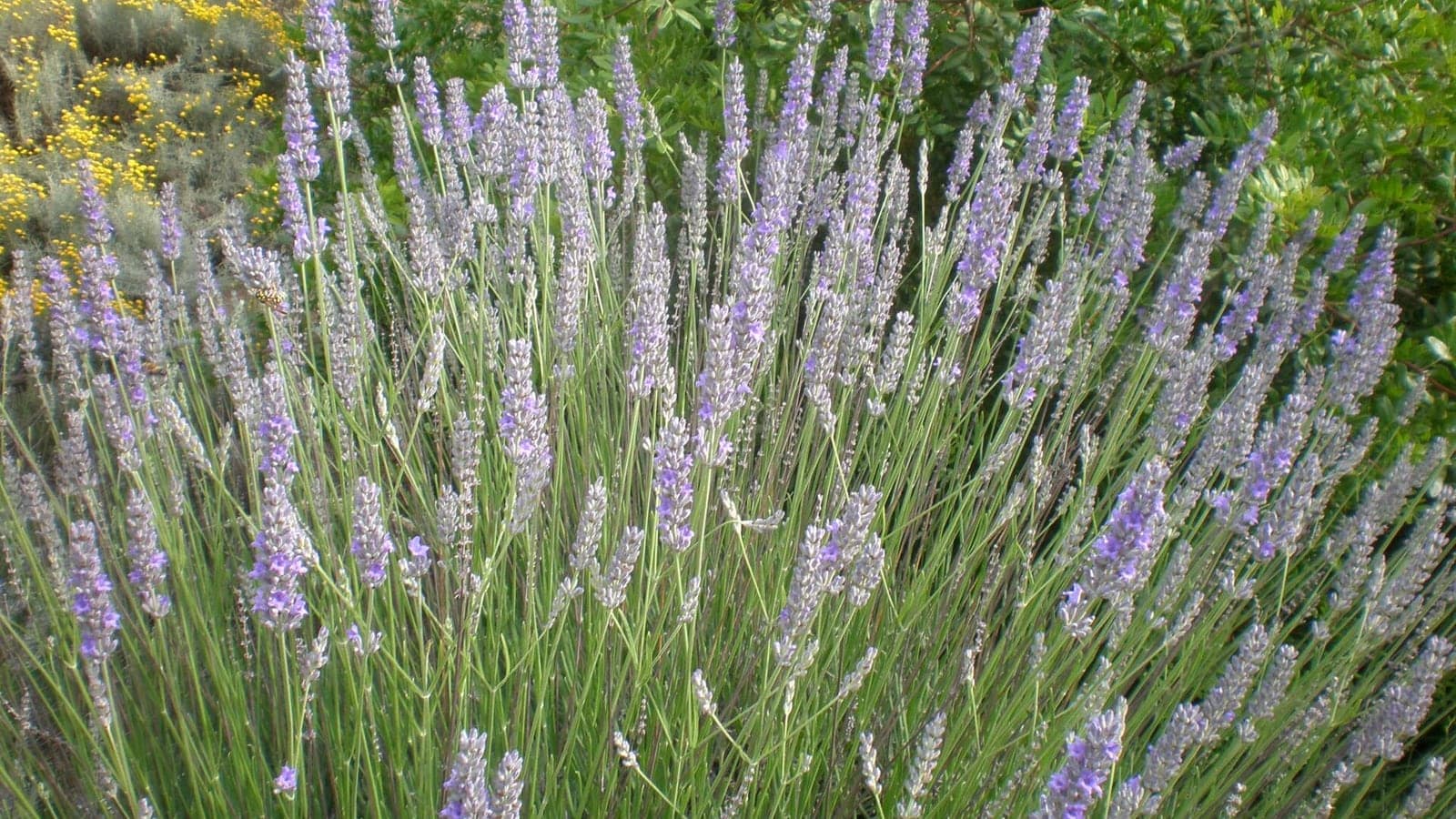 Touffe de lavandin en pleine floraison, longues tiges dressées portant des épis gris-violet, plusieurs d’entre elles ramifiées. (Photo Consultaplantas, CC BY-SA 4.0.)
