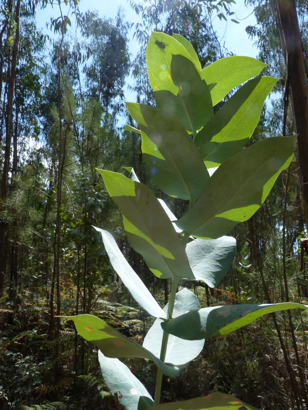 Jeune pousse d’eucalyptus à feuilles larges et opposées, certaines couvertes d’une pruine blanchâtre, devant une plantation d’arbres adultes à feuilles étroites