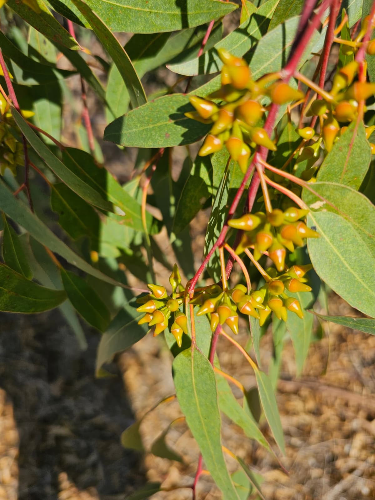 Grappes de boutons floraux d’eucalyptus sur des rameaux rouges, chaque bouton coiffé d’un opercule conique terminé en bec