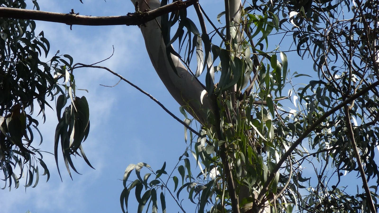 Houppier d’eucalyptus vu de dessous : écorce lisse et pâle, feuilles étroites en faucille pendues verticalement, et beaucoup de ciel visible entre elles. (Photo Manuel Ferreira.)