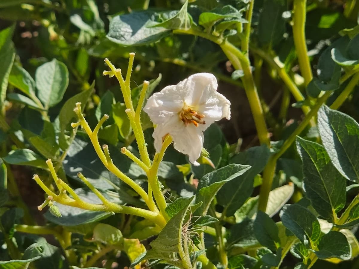 Fleur blanche de pomme de terre, cinq pétales soudés en étoile autour d’un cône d’étamines jaunes, sur le plant