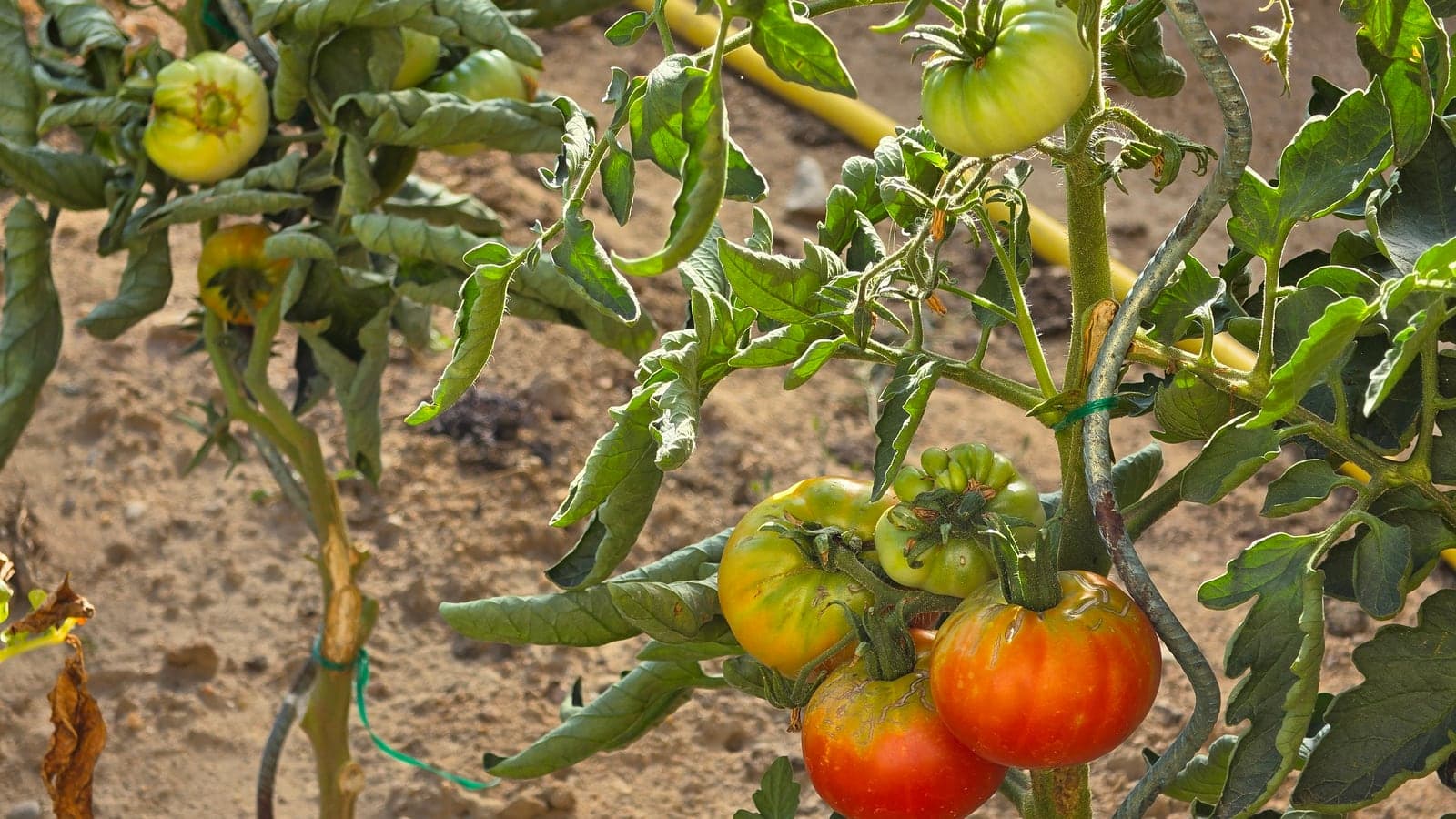 Bouquet de tomates en train de mûrir sur le plant, du vert au rouge, dans un potager. (Photo Manuel Ferreira.)