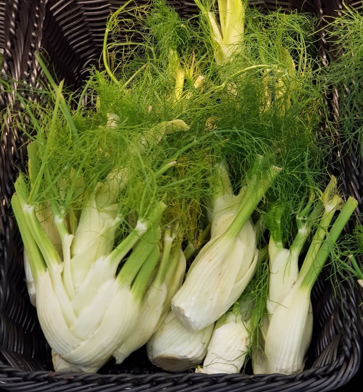 Panier de fenouils, les bases de feuilles blanches emboîtées se prolongeant vers le haut en tiges vertes et en feuillage fin