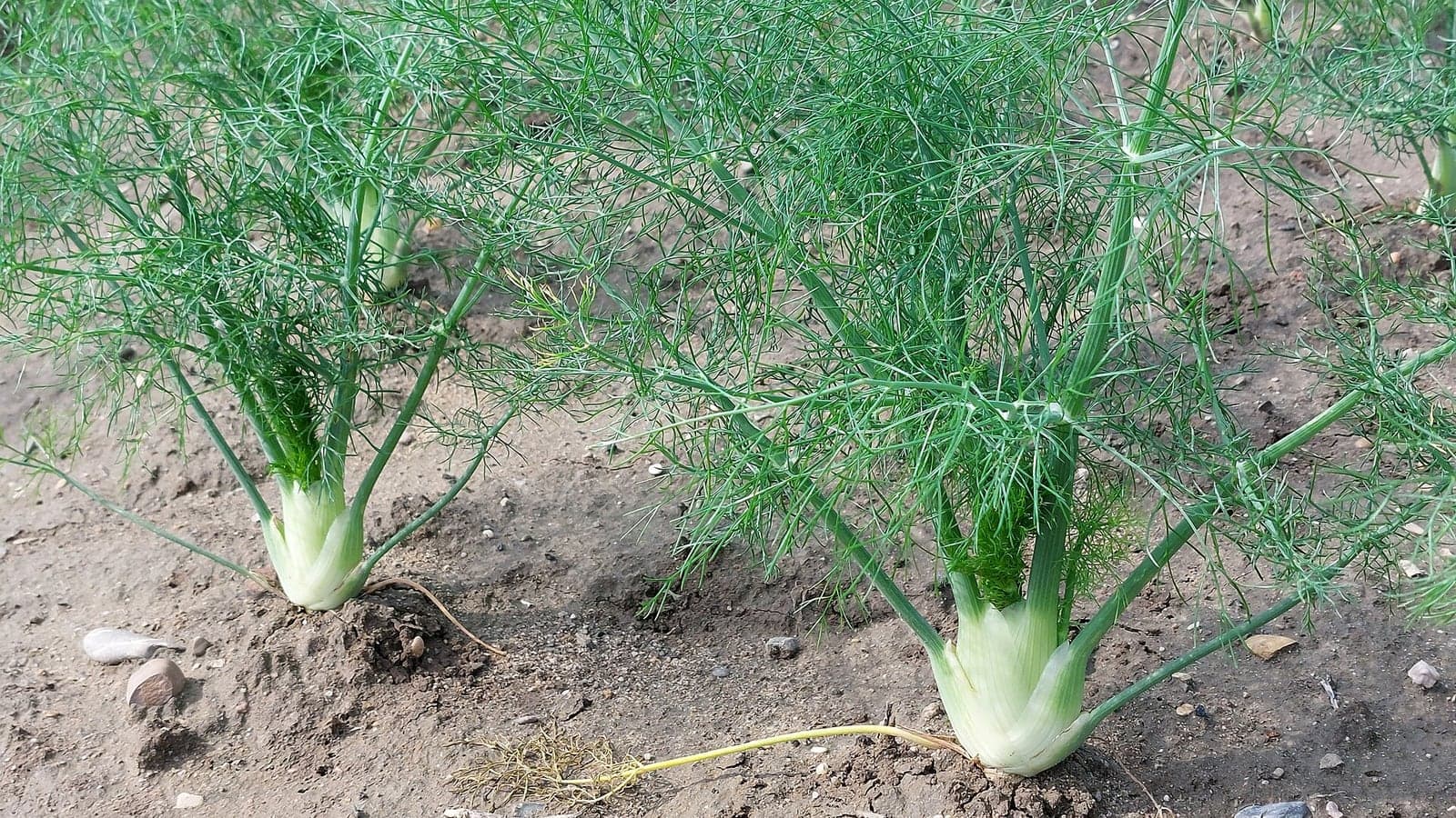 Deux pieds de fenouil au champ : le renflement blanc repose sur la terre, à l’air libre, surmonté des tiges vertes et du feuillage filiforme. (Photo Josef Schlaghecken, CC BY-SA 4.0.)