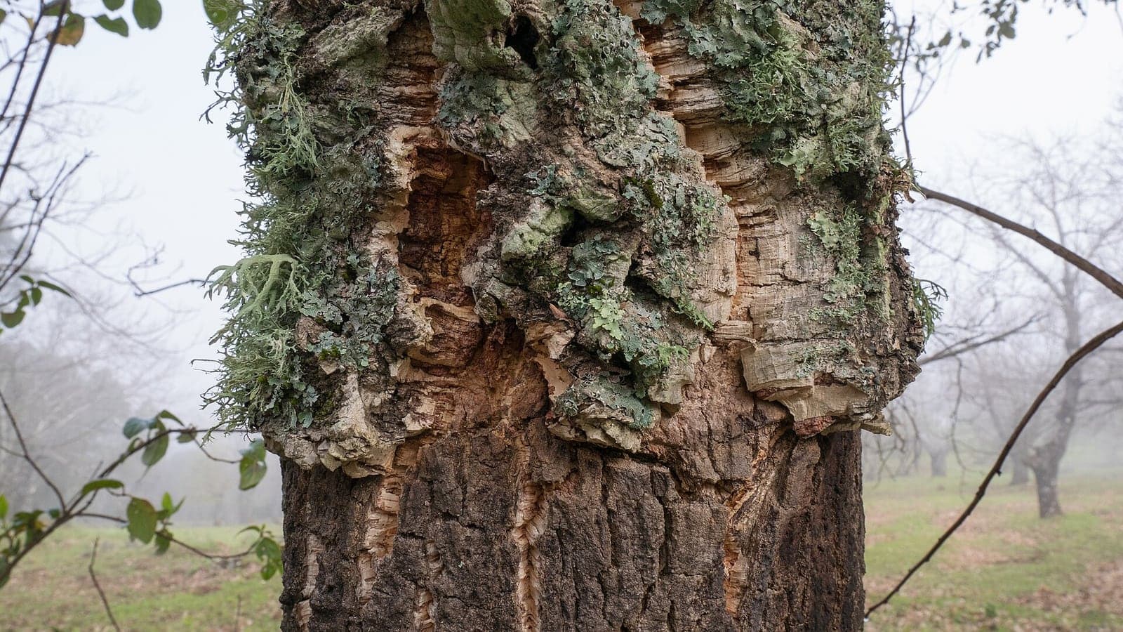 Tronc de chêne-liège couvert d’une écorce de liège épaisse, crevassée et colonisée de lichens, la partie basse ayant été démasclée. (Photo Basotxerri, CC BY-SA 4.0.)