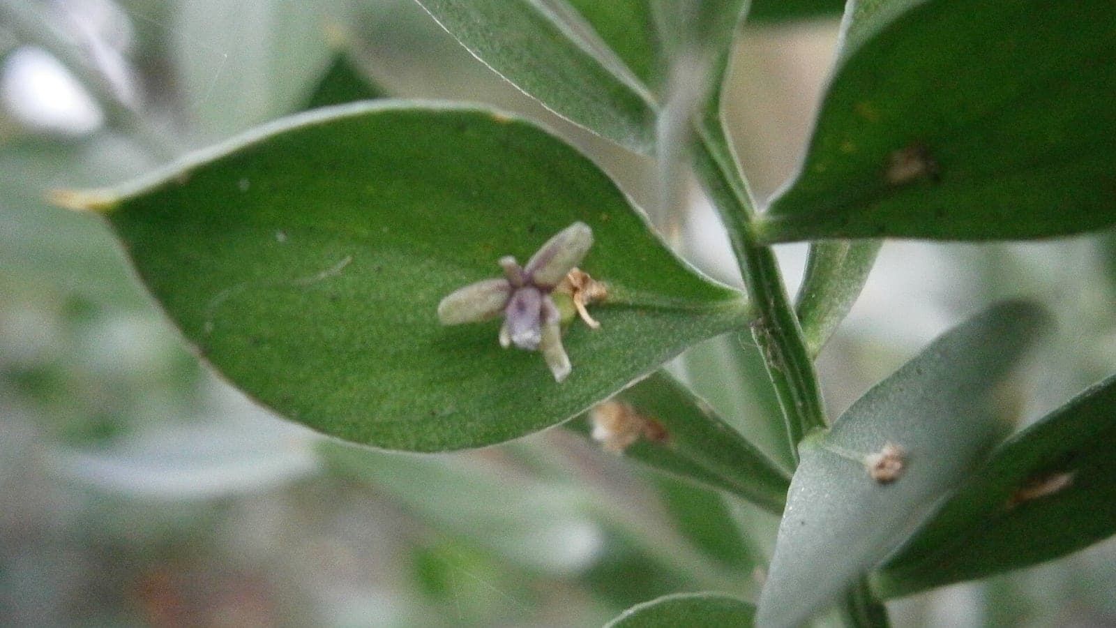 Rameau de fragon : une petite fleur violacée est portée au beau milieu d’une pièce verte et plate qu’on prendrait pour une feuille. (Photo Meneerke bloem, CC BY-SA 3.0.)