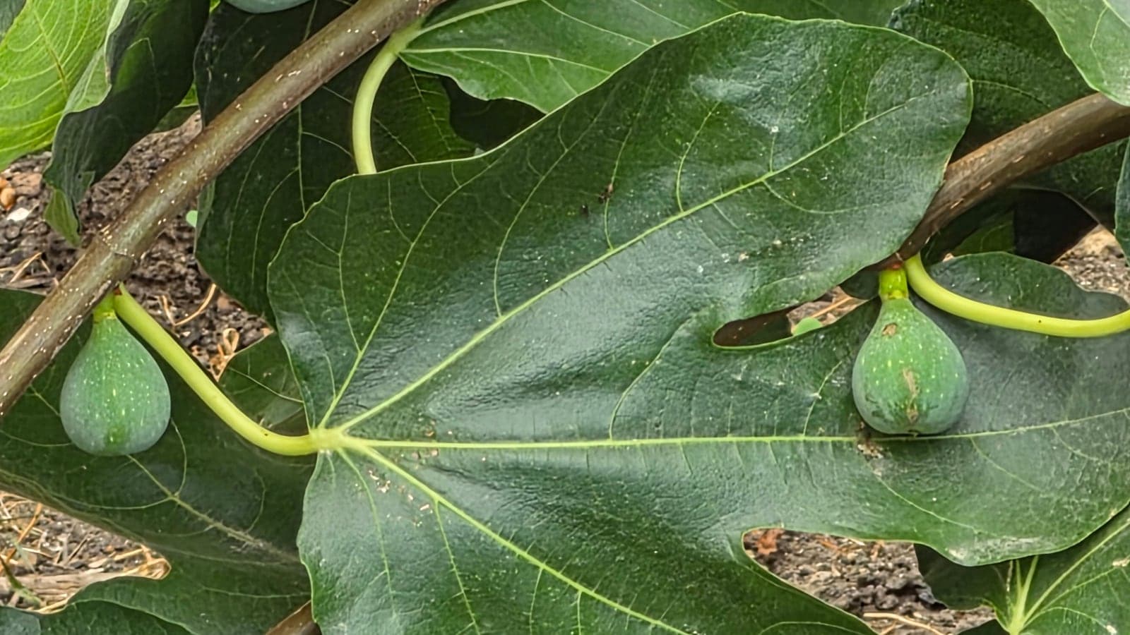Figues encore vertes accrochées au rameau, parmi les grandes feuilles lobées du figuier. Chacune est une chambre close tapissée de centaines de fleurs. (Photo Manuel Ferreira.)