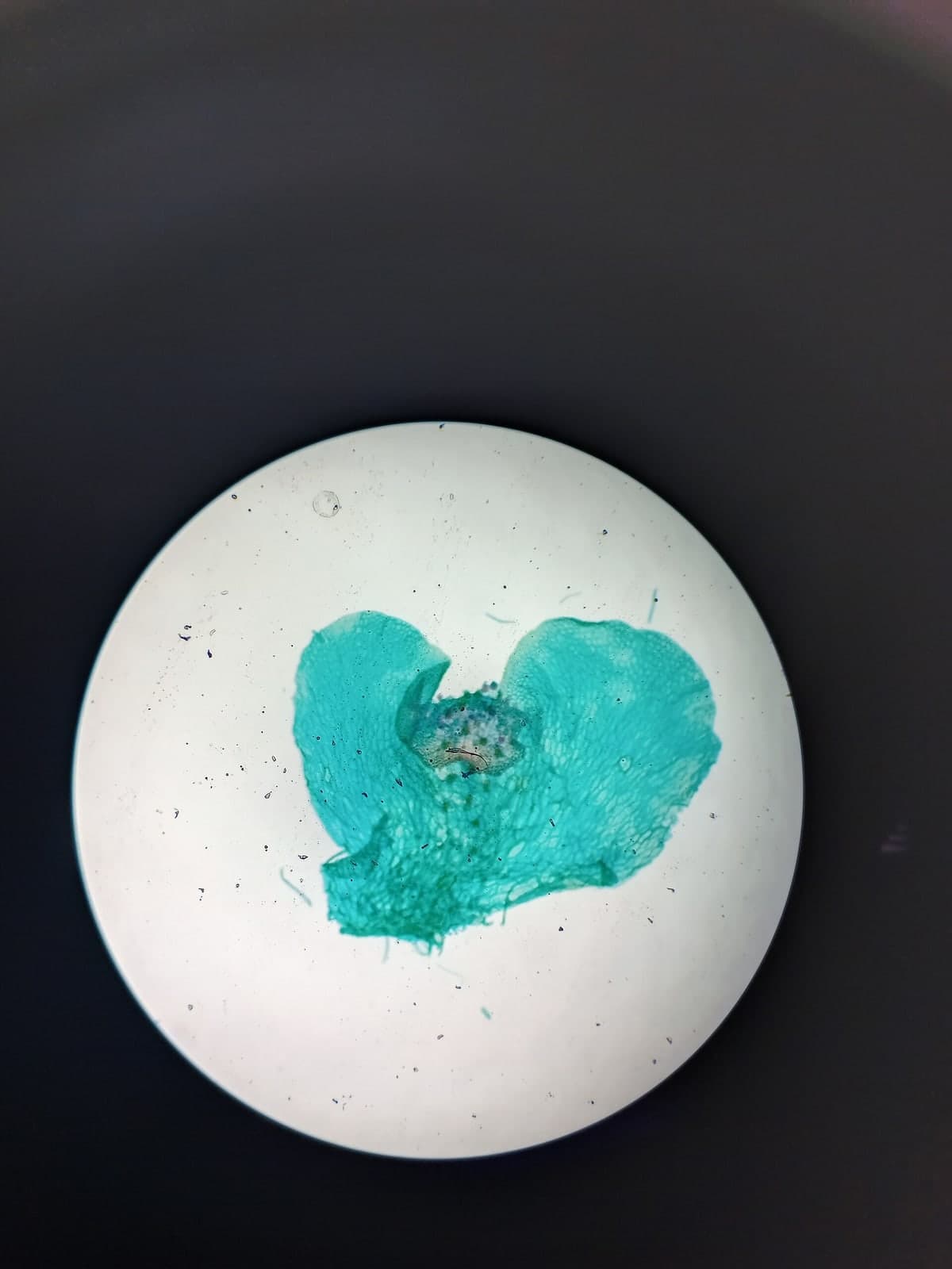 Prothalle de fougère observé au microscope et coloré en bleu : une lamelle plate en forme de cœur, avec une zone plus dense en son échancrure