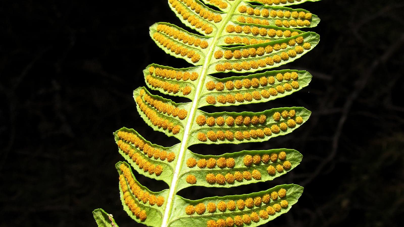Fronde de polypode vue à contre-jour : sous chaque pinnule, deux rangs de petits amas orange vif alignés le long de la nervure. (Photo Petritap, CC BY-SA 3.0.)