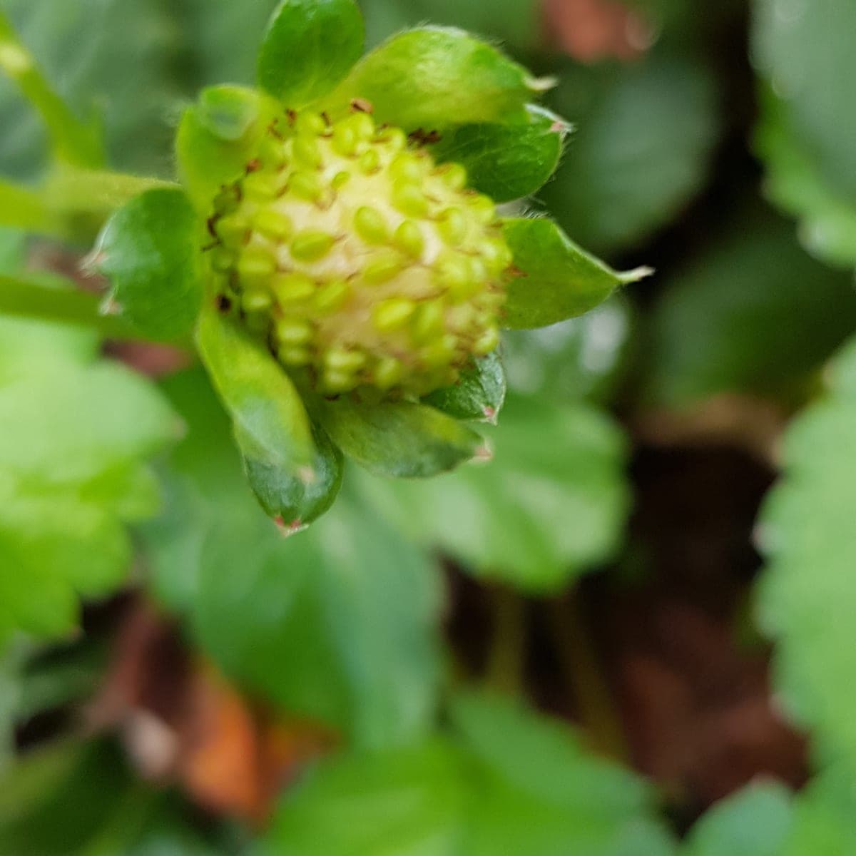 Fraise encore verte, dont toute la surface est hérissée de petits akènes. (Photo Manuel Ferreira.)