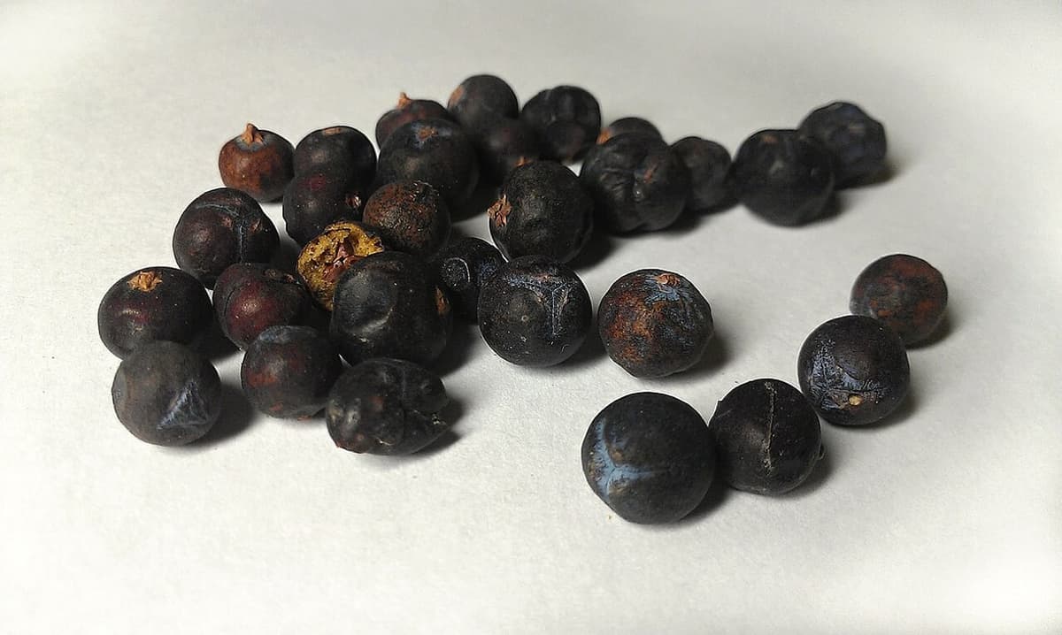Une trentaine de cônes de genévrier secs, brun-noir et ridés, posés sur fond clair ; plusieurs portent au sommet une petite marque en étoile à trois branches