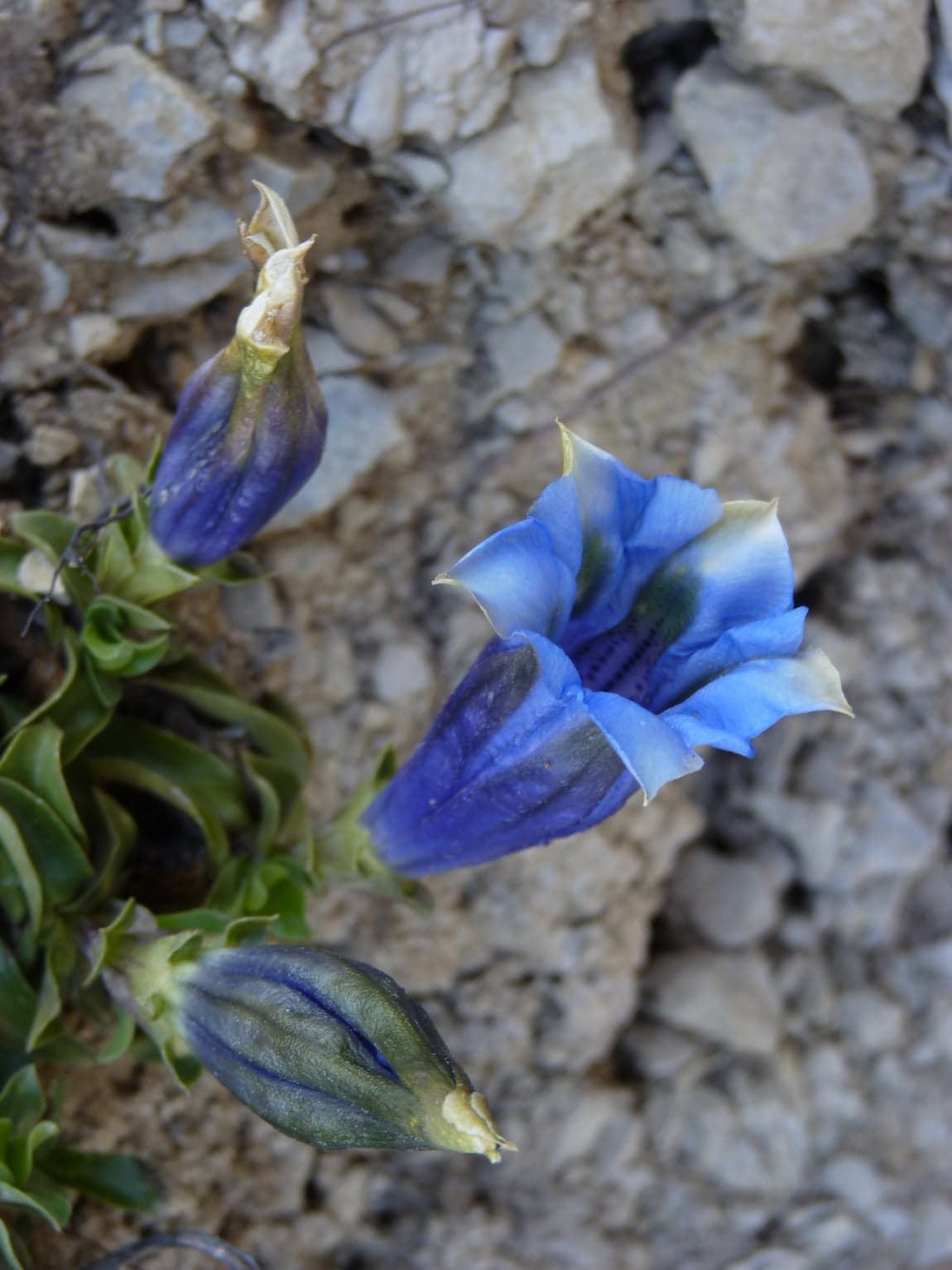 Grande fleur bleue en trompette dressée au ras du sol sur un éboulis calcaire, entourée de deux boutons fermés et d’une rosette de feuilles étroites