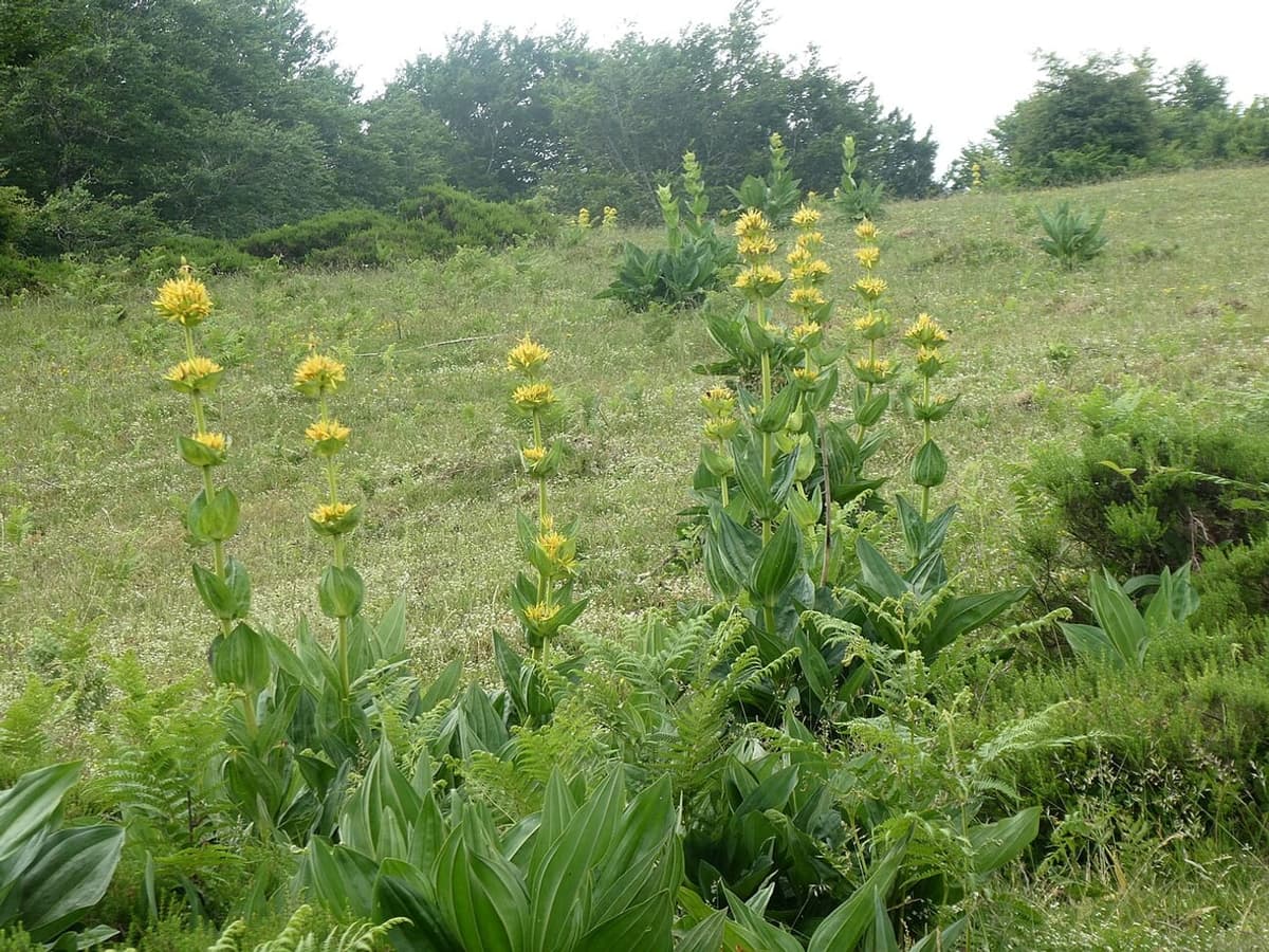 Plusieurs hampes de gentiane jaune dans une pelouse de montagne, portant des couronnes de fleurs jaunes étagées et de larges feuilles disposées deux par deux face à face