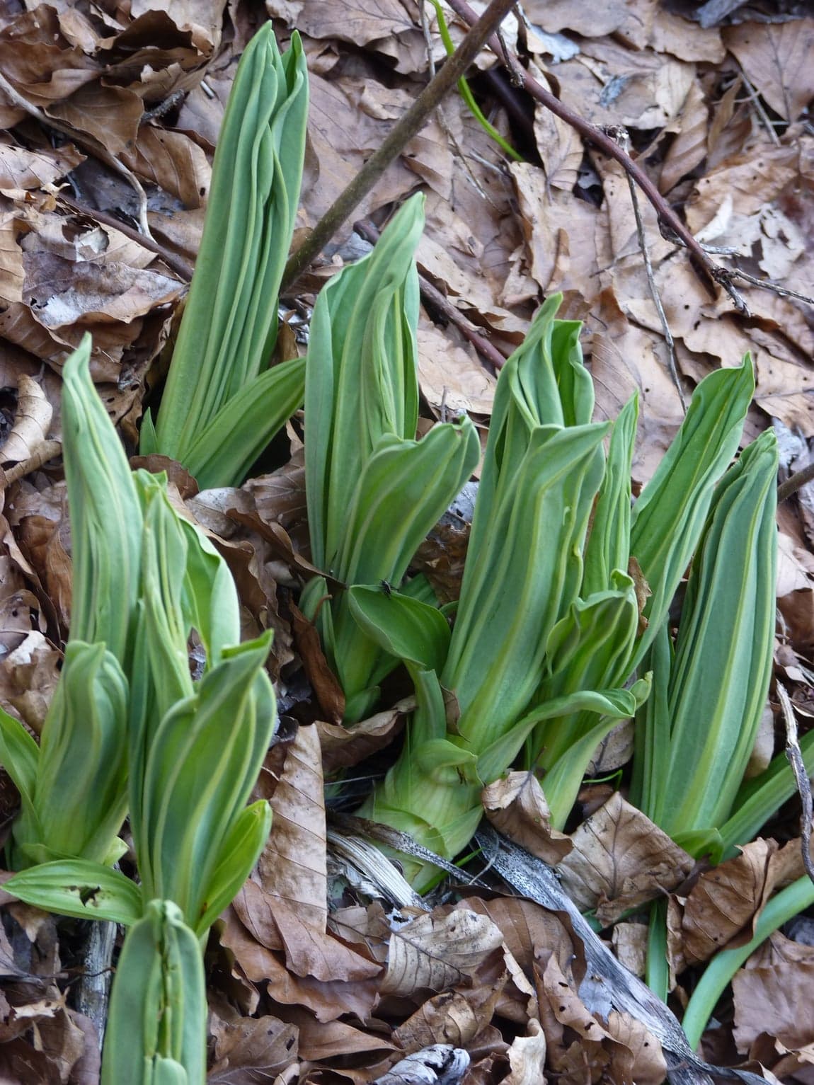 Touffe de jeunes pousses vert clair sortant d’une litière de feuilles mortes de hêtre, leurs feuilles encore enroulées en cornets et marquées de plis parallèles