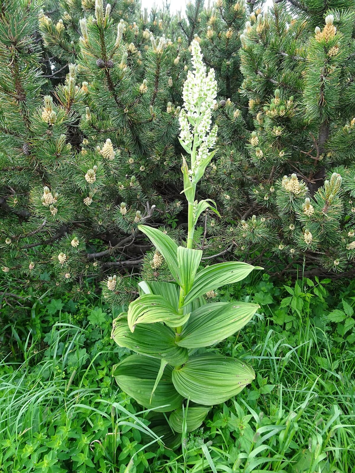 Vératre blanc : tige unique portant un épi de fleurs blanches et de larges feuilles très plissées, insérées une par une en spirale autour de la tige