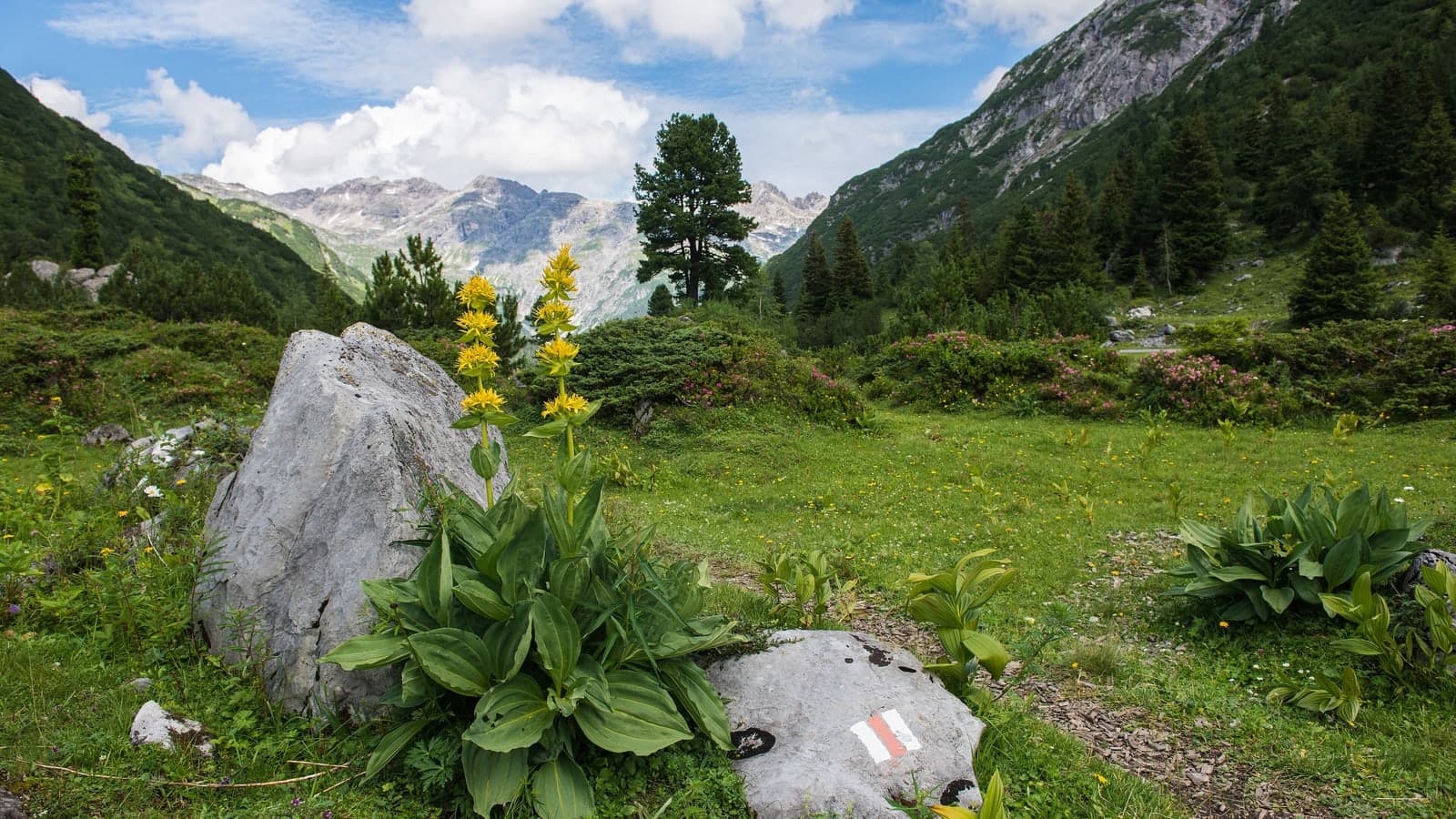 Grande gentiane jaune en fleurs, dressée près d’un rocher dans un pâturage d’altitude, sous les sommets. (Photo Friedrich Böhringer, CC BY-SA 3.0 AT.)