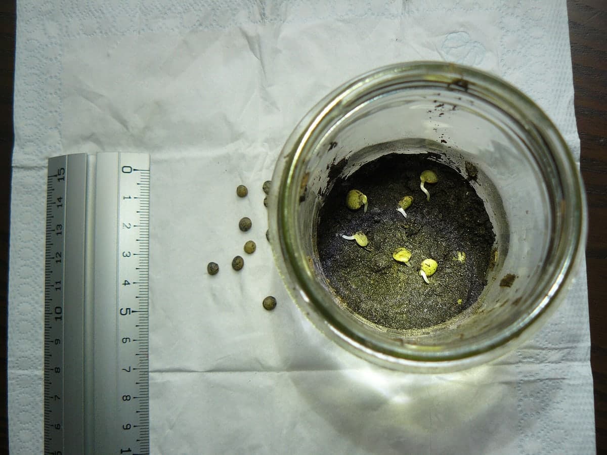 Lentilles trempées depuis deux jours, chacune laissant sortir une courte radicule blanche recourbée