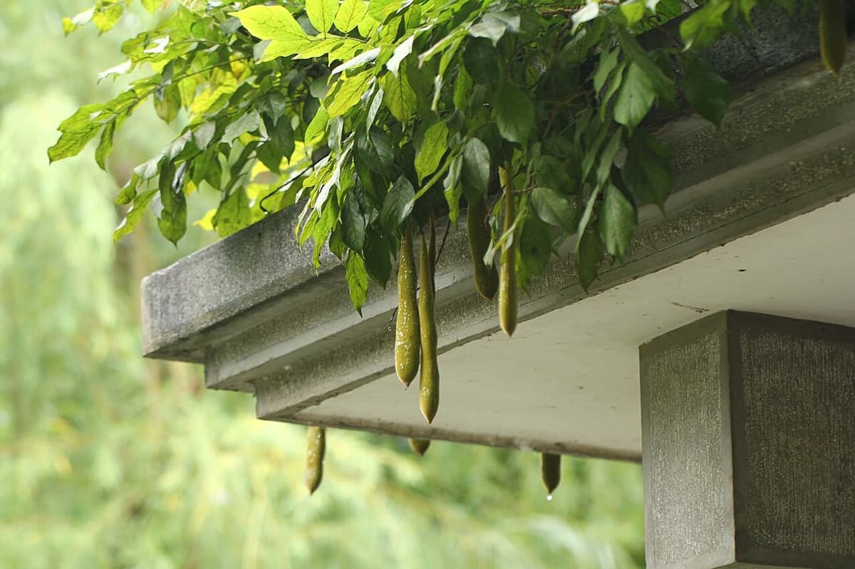 Longues gousses vertes veloutées pendant sous une pergola, au bout de rameaux de glycine à feuilles composées