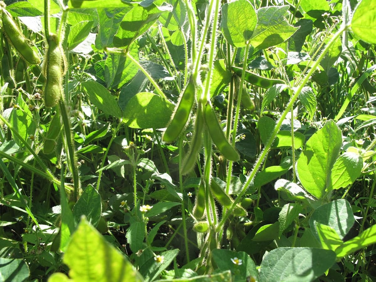 Pieds de soja portant de nombreuses gousses velues à deux ou trois graines, entre des feuilles trifoliées