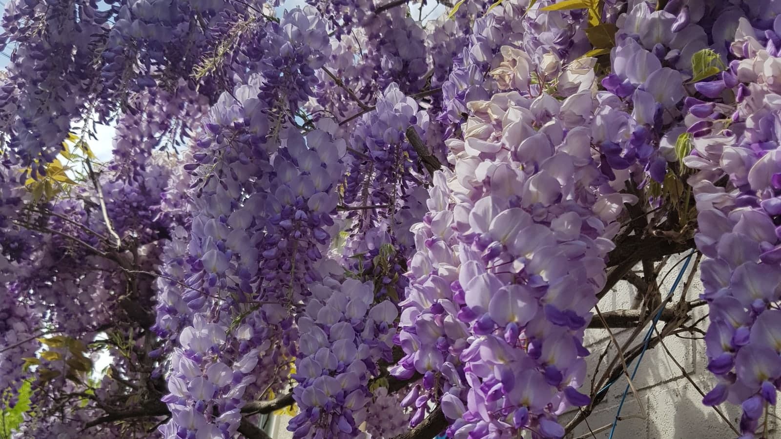 Cascade de grappes mauves de glycine en pleine floraison contre un mur, chaque fleur montrant le grand pétale dressé et les ailes latérales des Fabacées. (Photo Manuel Ferreira.)