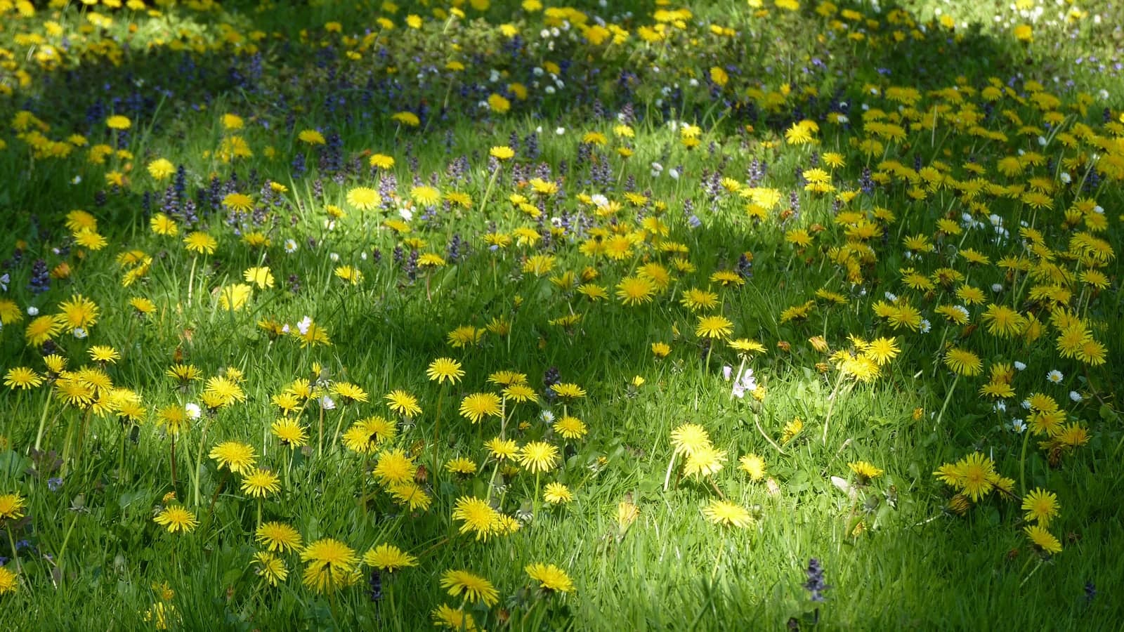Pelouse couverte de pissenlits en fleurs, chaque capitule jaune dressé au bout de sa propre tige nue. (Photo Manuel Ferreira.)