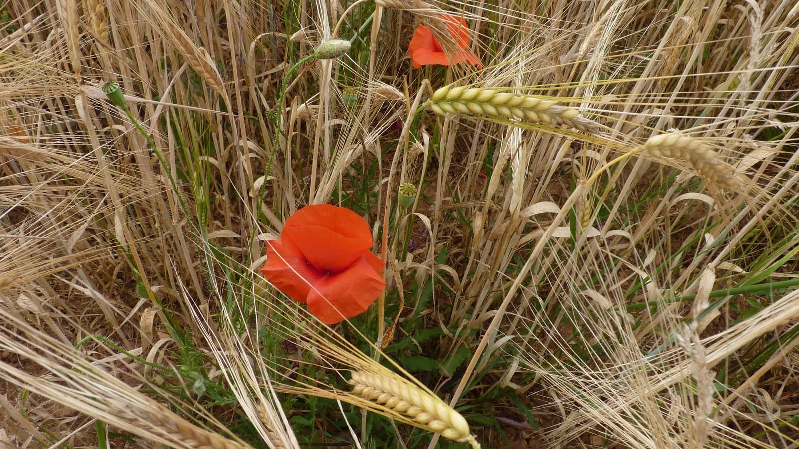 Deux coquelicots rouges au milieu des épis d’un champ de blé mûr. (Photo Manuel Ferreira.)