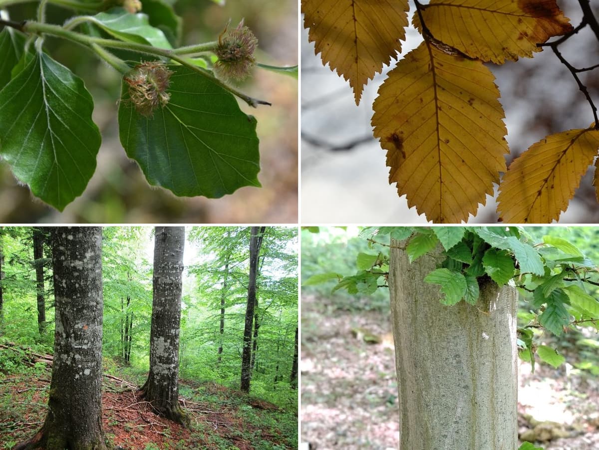 Planche de quatre photographies : en haut à gauche des feuilles de hêtre luisantes à bord ondulé et cilié, avec leurs jeunes cupules hérissées ; en haut à droite des feuilles de charme dorées à marge finement et doublement dentée ; en bas à gauche des troncs de hêtre lisses et cylindriques en forêt ; en bas à droite un tronc de charme aux cannelures verticales bien marquées