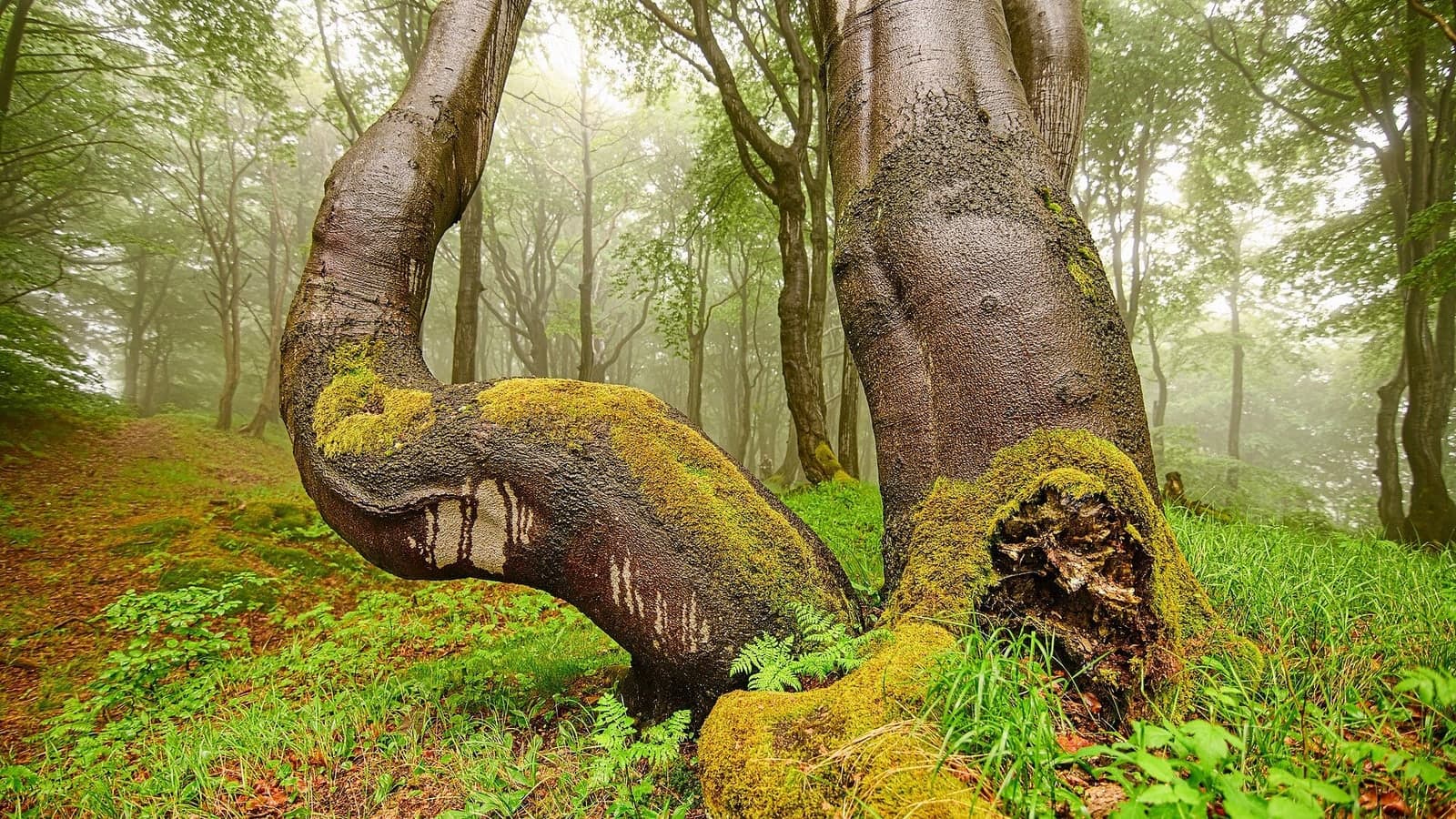 Hêtraie : hauts troncs gris et lisses, dressés et sans branches basses, sous un couvert de feuillage clair. (Photo JosefZvoník, CC BY-SA 4.0.)